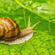 Illustration for article titled If theres anything to learn from medieval marginalia, its that snails once had their own society